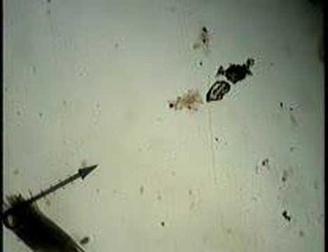 Paramecium in Conjugation