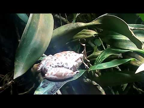 Chinesischer Riesenflugfrosch & Grokopf-Ruderfrosch - Aquarium Berlin - Dezember 2017