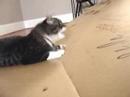 The cats and the box The cats and the box