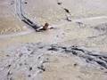 Ribble mud wallow Part 1