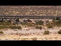Canahuas Flats Vicunas 1 - Arequipa - Peru