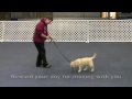 Click here to watch this video Loose Leash Walking - Review