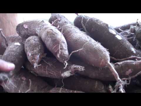 how to harvest yucca fruit
