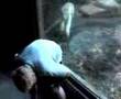 White-Tiger-Attack