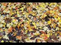 ashland oregon park photos.wmv