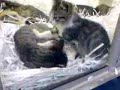 Kitten Performing Shiatsu Massage Kwai Chi Version