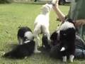 Border Collie Puppies with a Lamb