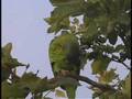 Lilac-crowned Amazon waking up in Los Angeles