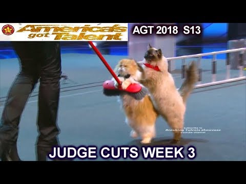 The Savitsky Cats FULL PERFORMANCE New Cats & Tricks America's Got Talent 2018 Judge Cuts 3 AGT
