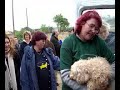 centro canino internacional desalojo