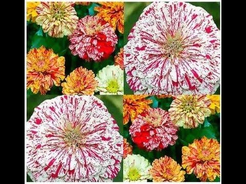 how to fertilize zinnias