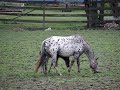 Appaloosa Foals Playing