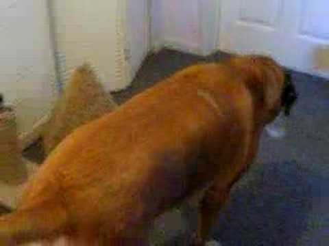 english mastiff