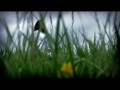 Nicole Johnson Dream Official Music Video and Lyrics