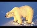 Jordi Gonzales - Eisbär