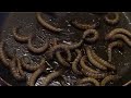 insecten proeven met Peeters & Pichal insecten proeven met Peeters & Pichal