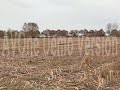 retrieving Epagneul de Saint Usuge pheasant retrieving Epagneul de Saint Usuge pheasant
