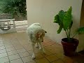 Perro intenta coger galleta (cámara lenta) Perro intenta coger galleta (cámara lenta)