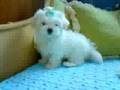 videos de LUDWIG II : MACHO SHOW A VENDA