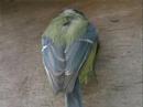 mésange