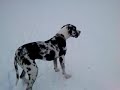 Great Dane with Wobbler disease