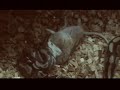 Python Regius Vs. Rattus Rattus
