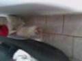 videos de primeira vez do gucci