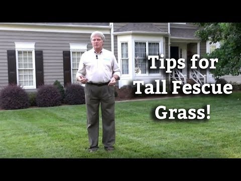 how to fertilize fescue grass