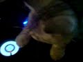 Cat behind the decks...