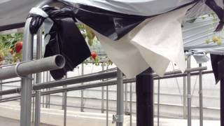 今週も水曜日よりいちご狩り開園致します