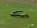 Honden in actie