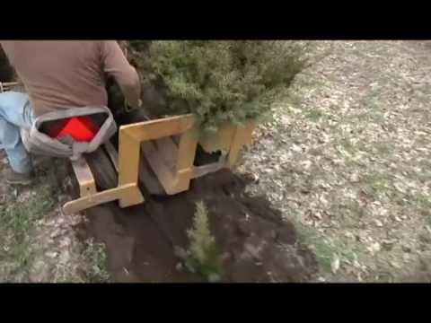 how to replant a fir tree