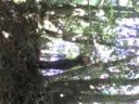 mdr comment coup� une branche avec une scie