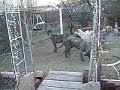 Wolfies at Play