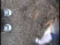 videos de The Alligator's Mouth.