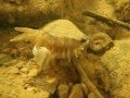 Rainbow Mussel (Villosa Iris) Displaying Lure and Muscular Foot