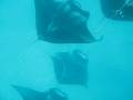 mantas EVERYWHERE!