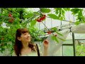 岡本杏理の山形さくらんぼ旅 岡本杏理