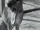 Thylacine: footage of the last Tasmanian Tiger / Wolf 1933