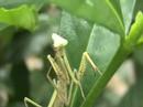 Praying Mantis grooming