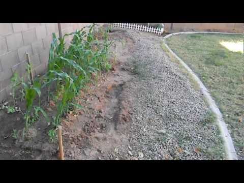 how to grow sugar snap peas in az