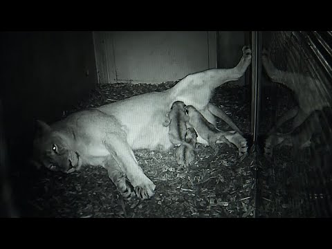 Frankfurt am Main: Zoo Frankfurt - drei neue Babys be ...