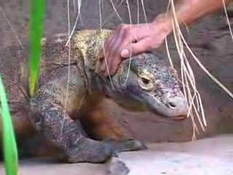 kamodo dragon