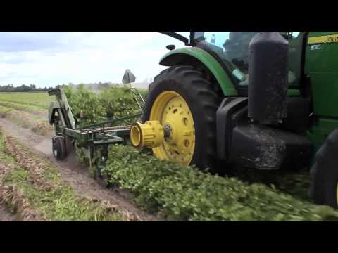 how to harvest peanuts