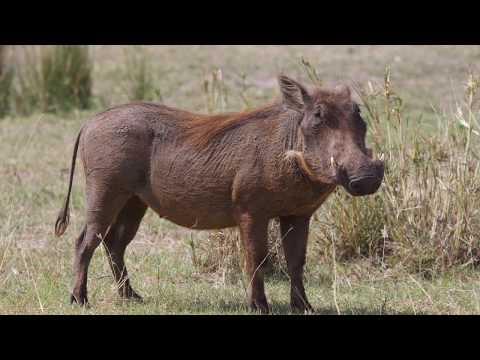 Come Experience East Africa with Manya Africa Tours