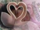 pugad