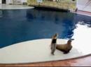 michael-jackson-smooth-criminal-walrus-dance.html