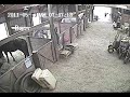 Woman getting kicked by horse