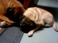 Amazingly talented dog