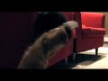 CAT FIGHT 2